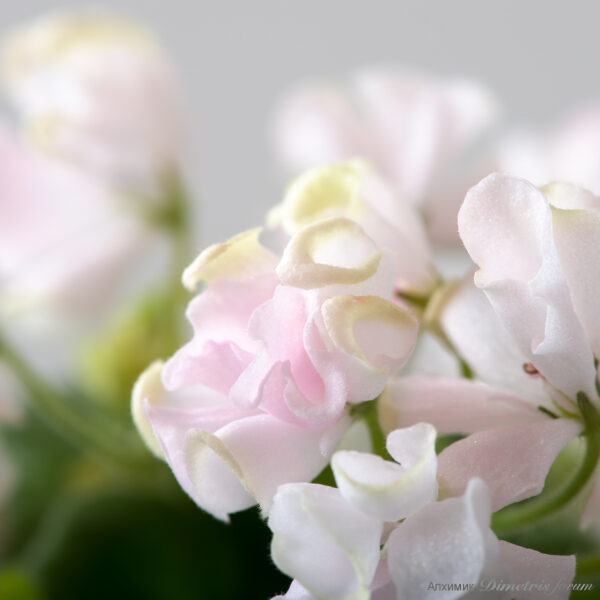 ds_ae__959