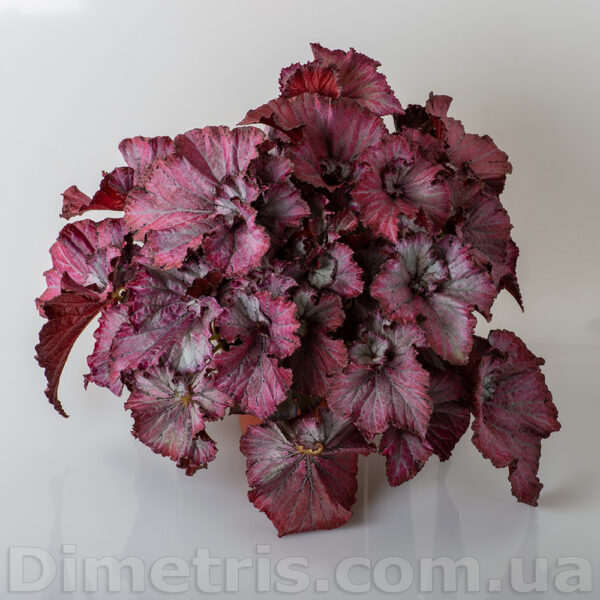 ds_aeae_154