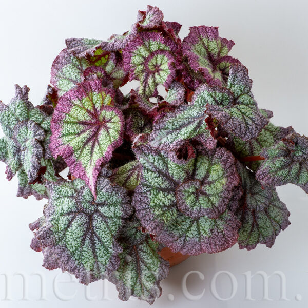 ds_avatar_1_130
