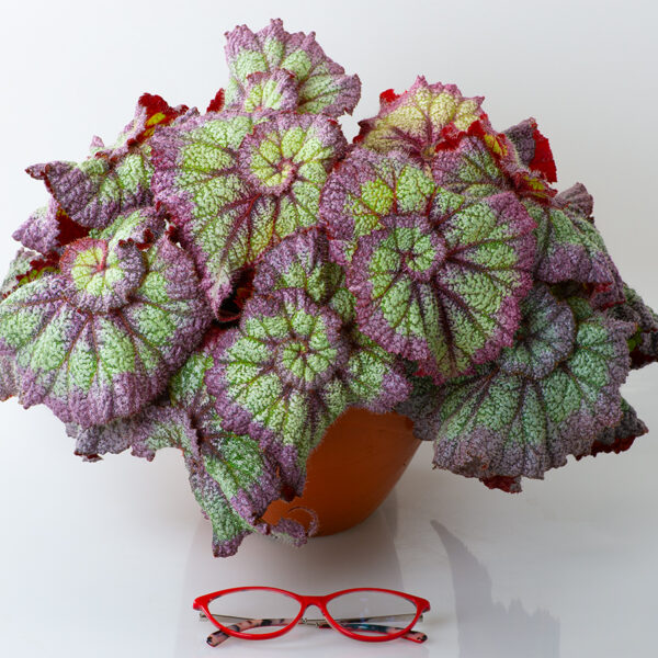 ds_avatar_begonia_164
