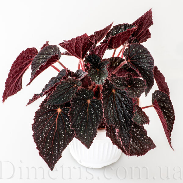 ds_cosmo_141
