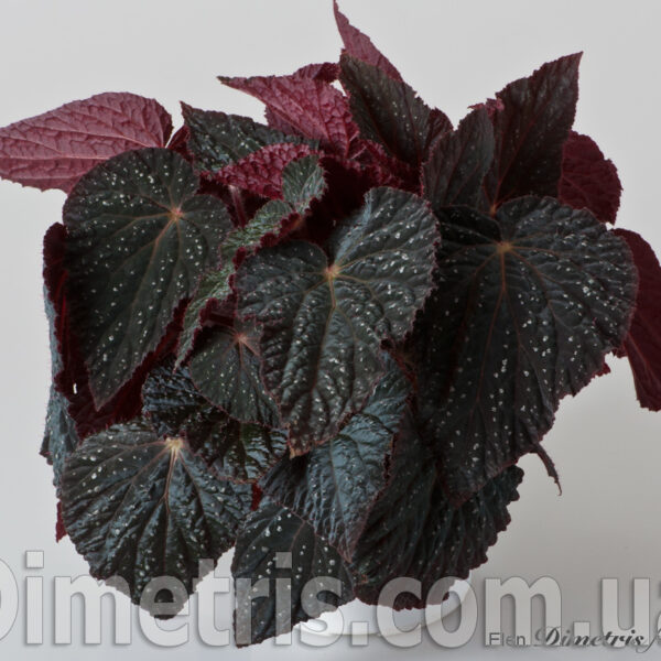 ds_cosmo_179