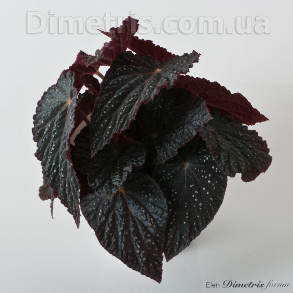 ds_cosmo_2_171