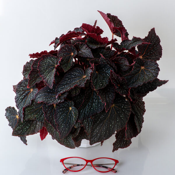 ds_cosmo_begonia_621