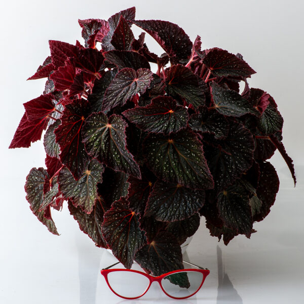 ds_cosmo_begonia_rex_204