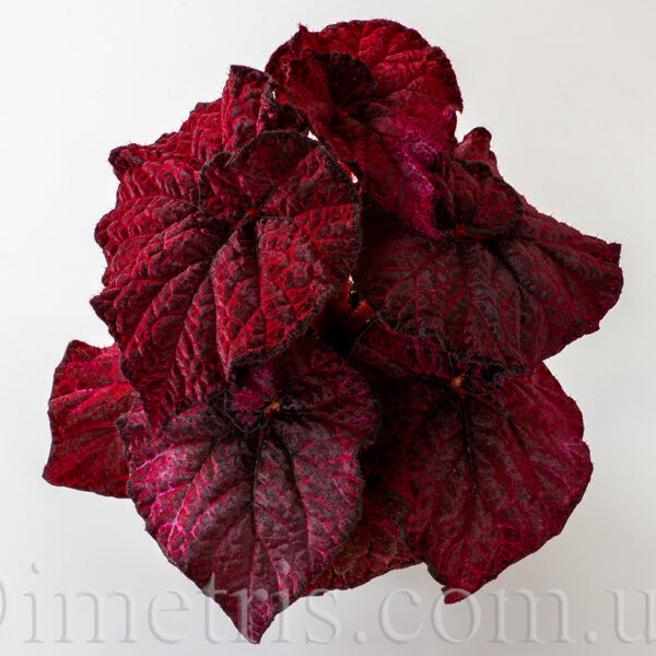 ds_dragons_eye_begonia_192