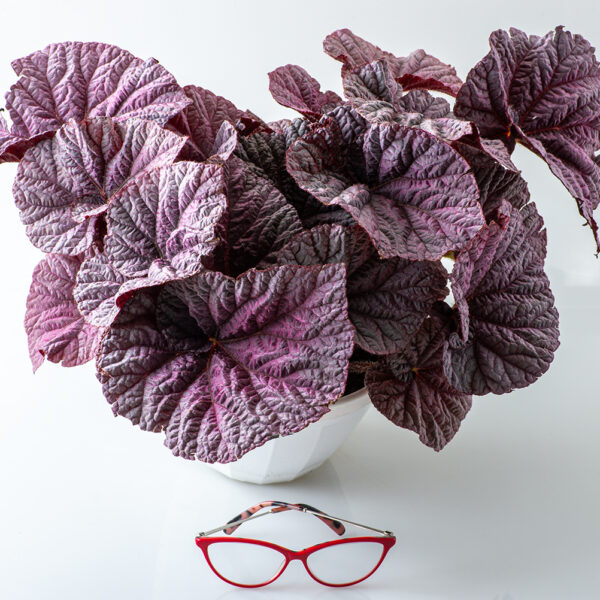 ds_futurique_begonia_148