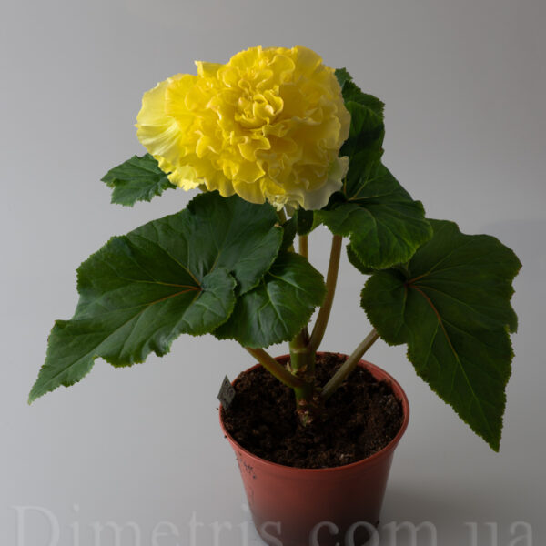 ds_golden_dazzle_720