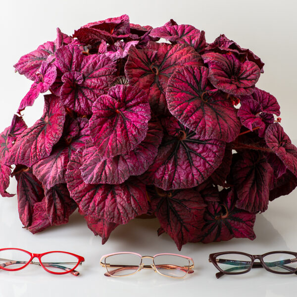 ds_good_girl_begonia_227
