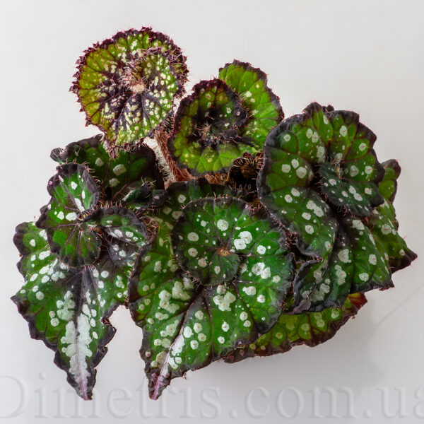 ds_greenifique_1_448
