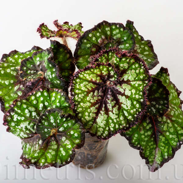 ds_greenifique_967