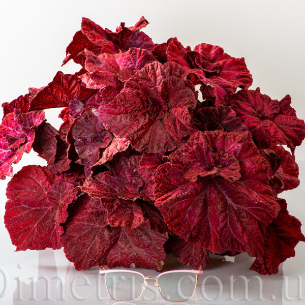 ds_love_is_begonia_100