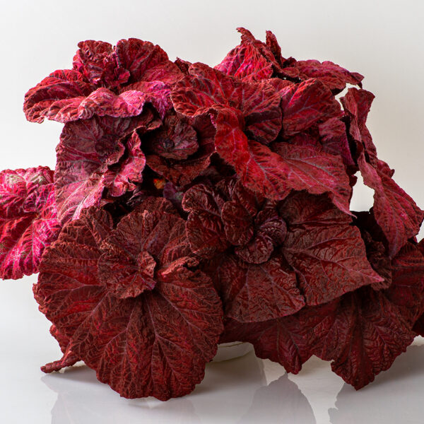 ds_love_is_begonia_dimetris_278