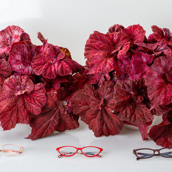 ds_love_isbegonias_385