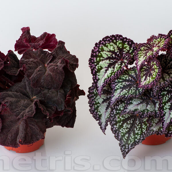 ds_lyric_2_135