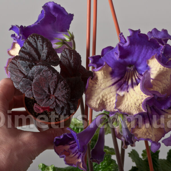 ds_monetki_142
