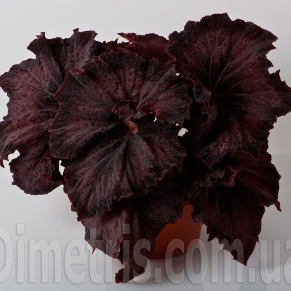 ds_organza_134