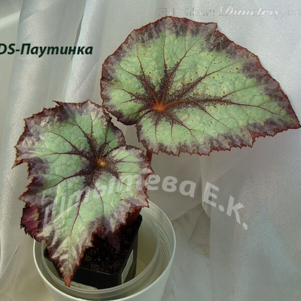 ds_pautinka_195