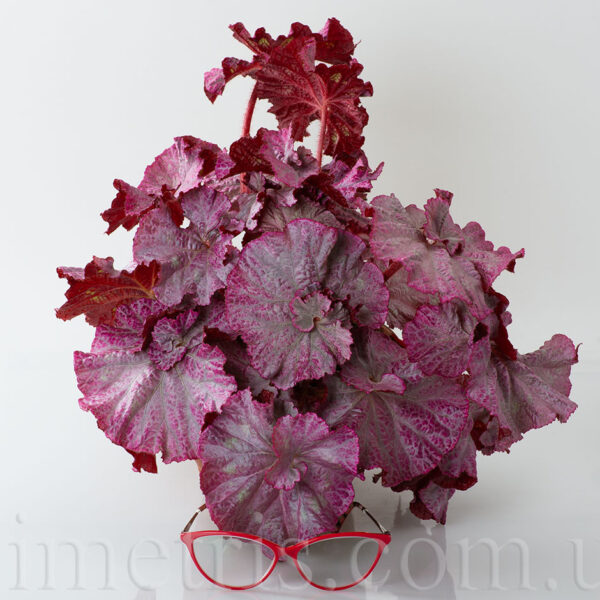 ds_pink_panther_begonia_166