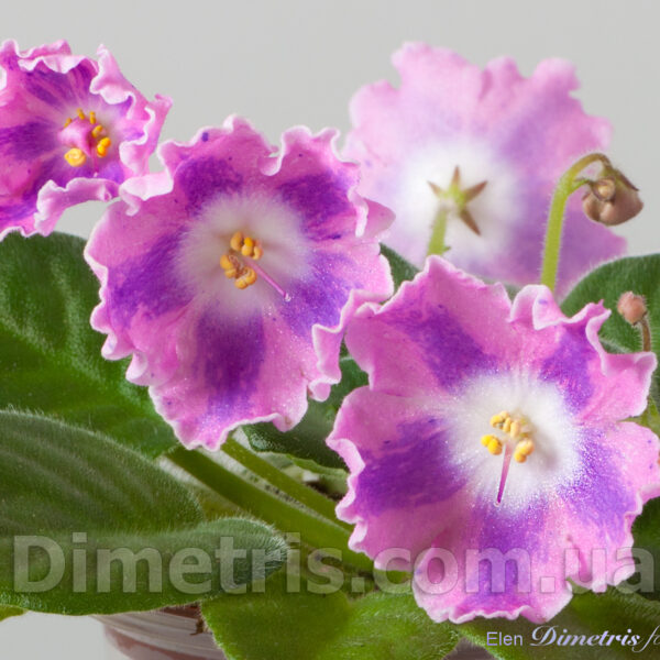 ds_pinka_101