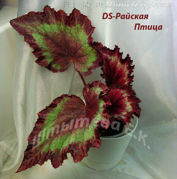 ds_raiskaya_ptitsa_188