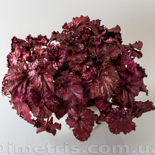 ds_red_diamond_10_656
