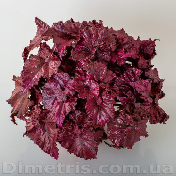 ds_red_diamond_11_101