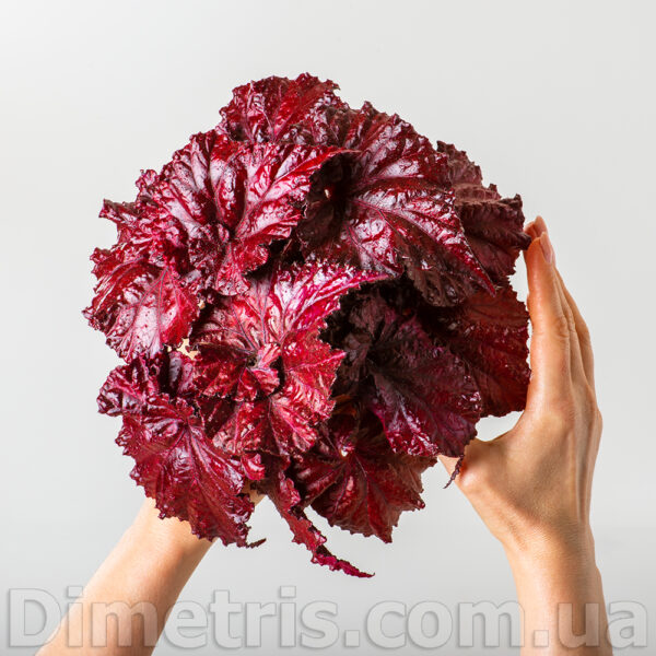 ds_red_diamond_127