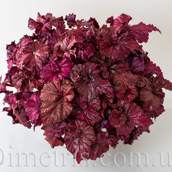 ds_red_diamond_2_119