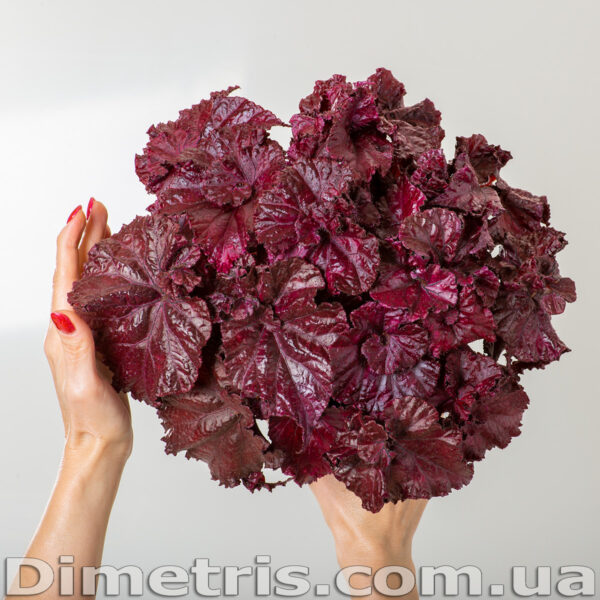 ds_red_diamond_2_567