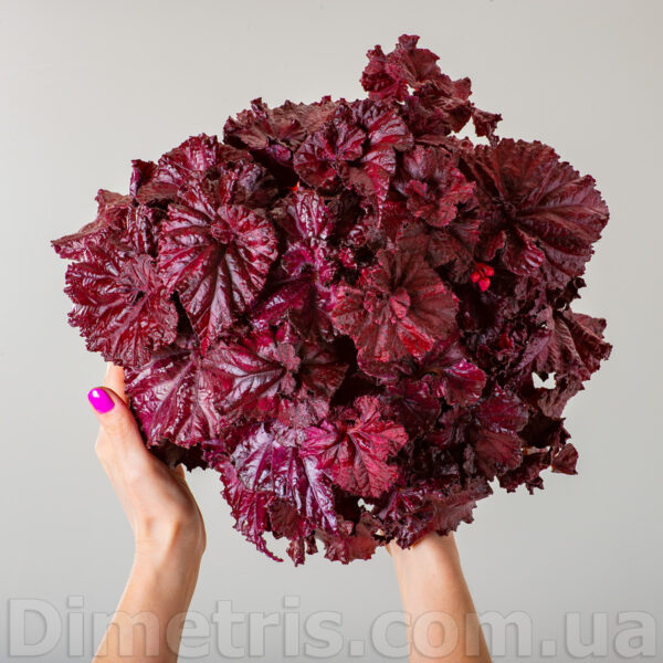 ds_red_diamond_3_116
