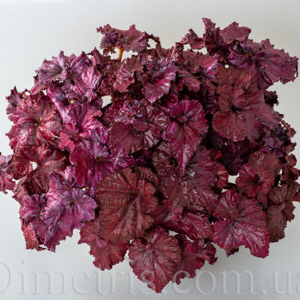 ds_red_diamond_3_126