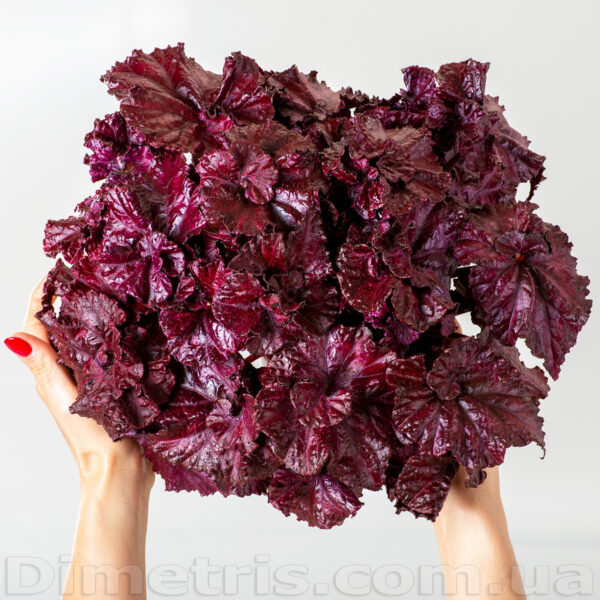 ds_red_diamond_4_716