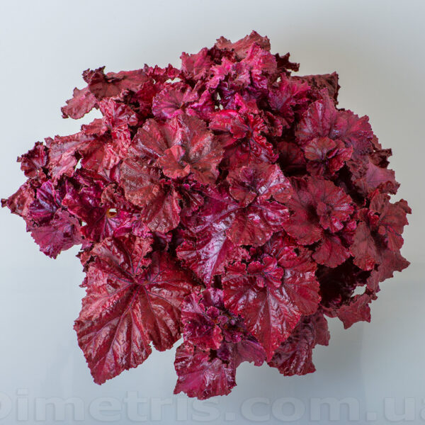 ds_red_diamond_5_286