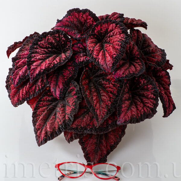 ds_red_queen_1_178