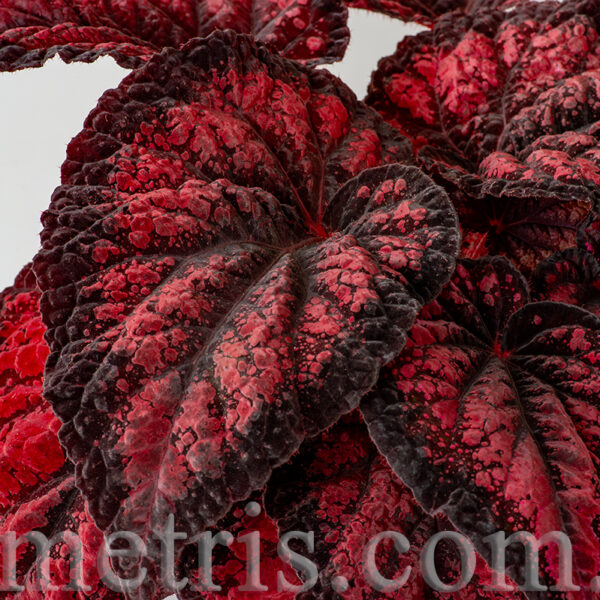 ds_red_queen__319