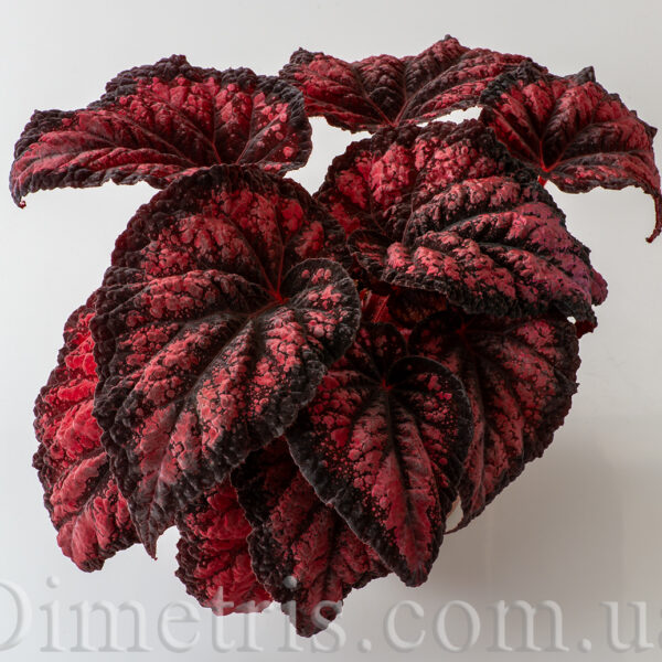 ds_red_queen__544