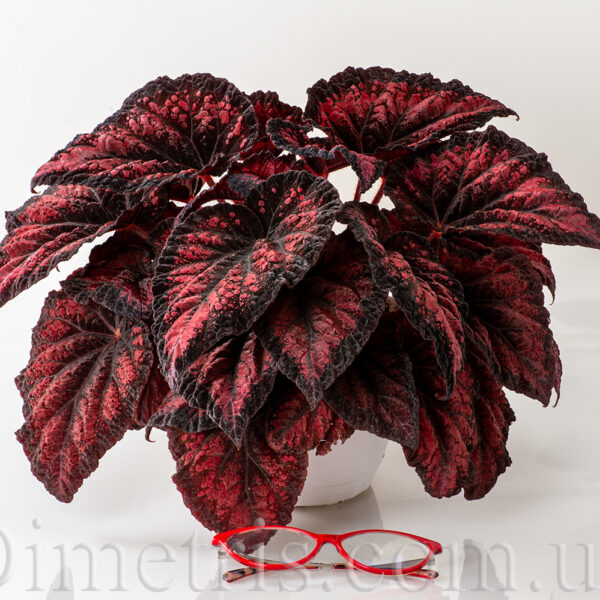 ds_red_queen_plant_146
