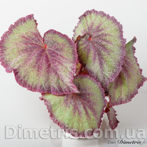 ds_saharnaya_pudra_1_141