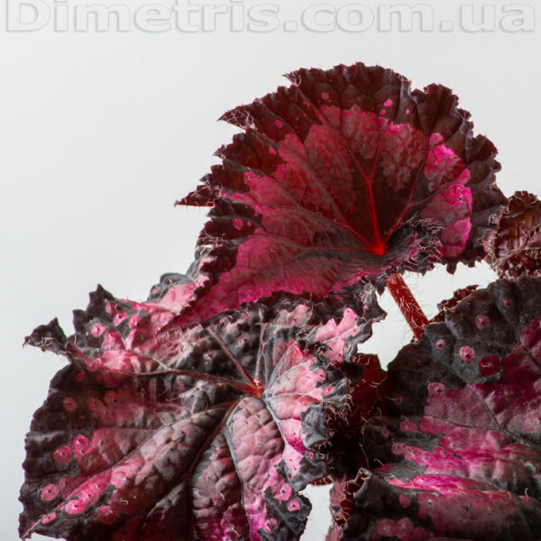 ds_salsa_2_170