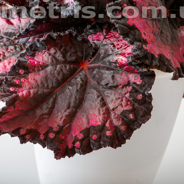 ds_salsa_718