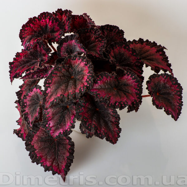 ds_salsa_casino_4_234