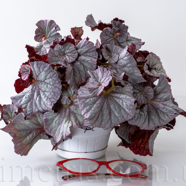 ds_sweet_dreams_begonia_135