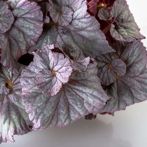 ds_sweet_dreams_begonias_202