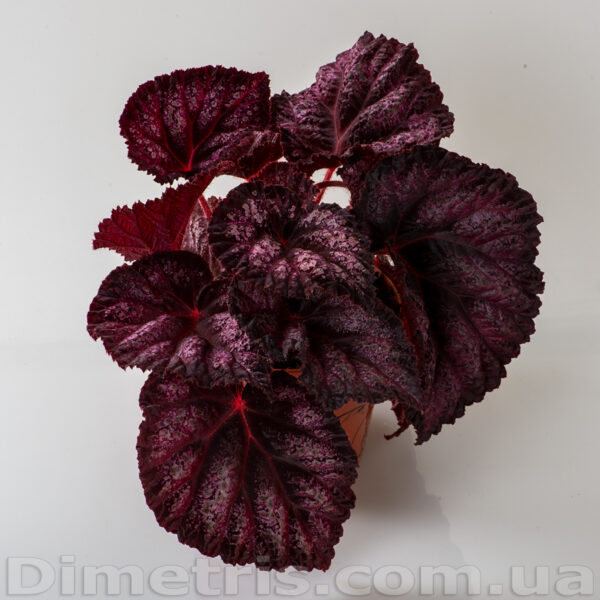 ds_velvet_dream_148-1 ds_velvet_dream_148-1