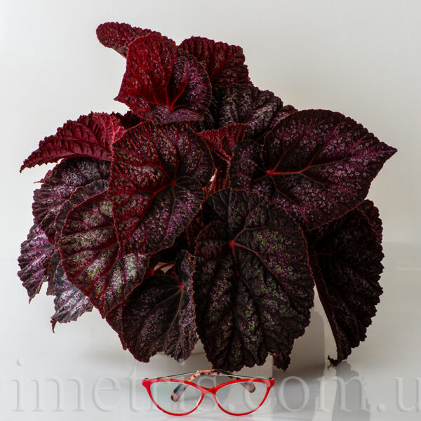 ds_velvet_dream_189-1 ds_velvet_dream_189-1