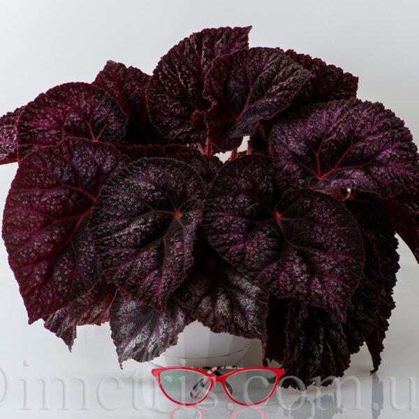 ds_velvet_dream_302-1 ds_velvet_dream_302-1