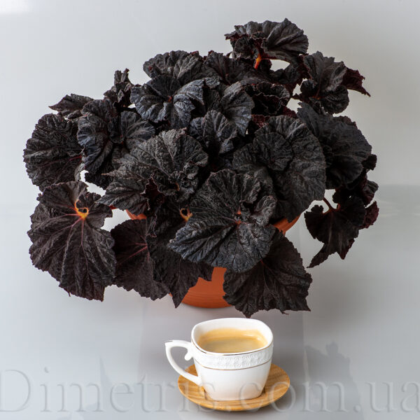 ds_wednesday_begonia_248-1