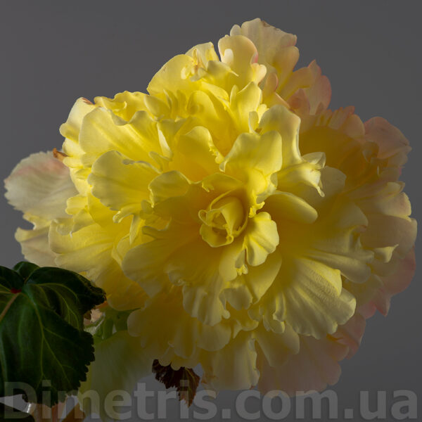 dsc_0665_139