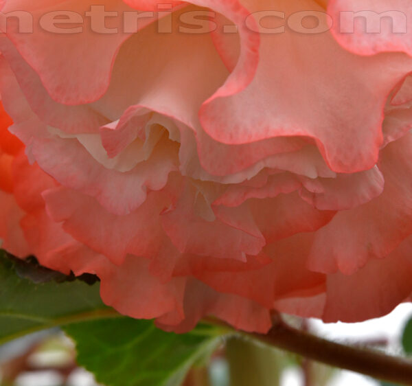 dsc_1038_104